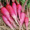 Radish - China Rose - St. Clare Heirloom Seeds