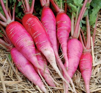 Radish - China Rose - St. Clare Heirloom Seeds