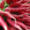 Radish - China Rose - St. Clare Heirloom Seeds