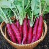 Radish - China Rose - St. Clare Heirloom Seeds