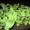 Radish - Early Scarlet Globe - St. Clare Heirloom Seeds Photo Credit Robert Duval