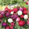 Radish - Easter Egg - St. Clare Heirloom Seeds