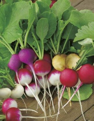 Radish - Easter Egg - St. Clare Heirloom Seeds