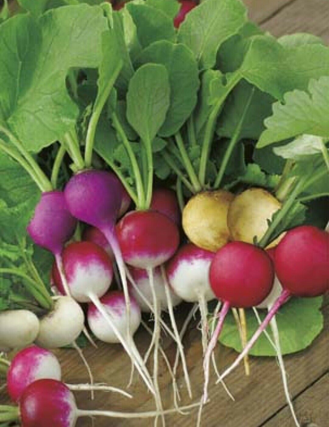 Radish - Easter Egg - St. Clare Heirloom Seeds
