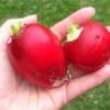 Radish - German Giant - St. Clare Heirloom Seeds