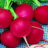 Radish - German Giant - St. Clare Heirloom Seeds