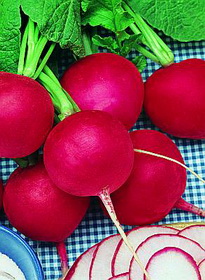 Radish - German Giant - St. Clare Heirloom Seeds