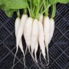 Radish - White Icicle - St. Clare Heirloom Seeds