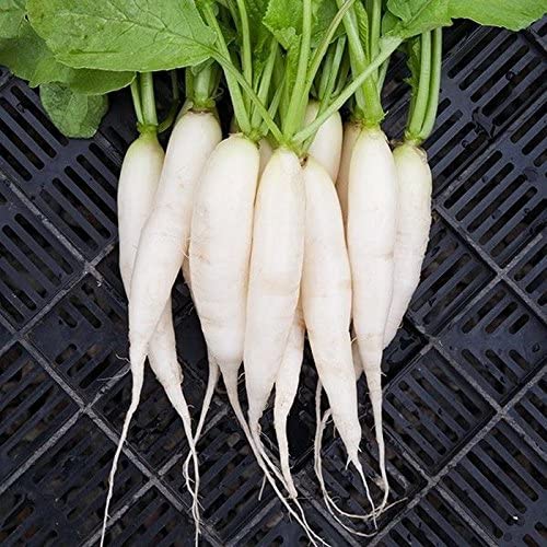 Radish - White Icicle - St. Clare Heirloom Seeds