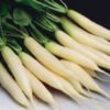 Radish - White Icicle - St. Clare Heirloom Seeds