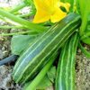 Squash, Summer - Cocozelle - St. Clare Heirloom Seeds