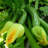 Squash, Summer - Cocozelle - St. Clare Heirloom Seeds