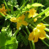 Squash, Summer - Cocozelle Plant - St. Clare Heirloom Seeds