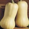 Waltham Butternut Squash - St. Clare Heirloom Seeds