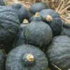 Squash, Winter - Hubbard Chicago Warted - St. Clare Heirloom Seeds