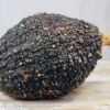 Squash, Winter - Hubbard Chicago Warted - St. Clare Heirloom Seeds