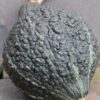 Squash, Winter - Hubbard Chicago Warted - St. Clare Heirloom Seeds