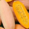 Winter Squash - Pink Banana Jumbo - St. Clare Heirloom Seeds