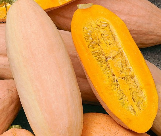 Winter Squash - Pink Banana Jumbo - St. Clare Heirloom Seeds