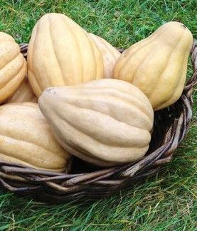 Squash, Winter - Thelma Sanders - St. Clare Heirloom Seeds