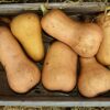 Waltham Butternut Squash - St. Clare Heirloom Seeds