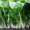 Swiss Chard- Fordhook Giant - St. Clare Heirloom Seeds
