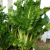 Swiss Chard- Fordhook Giant - St. Clare Heirloom Seeds