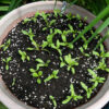 Swiss Chard- Fordhook Giant, Seedlings - St. Clare Heirloom Seeds