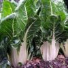 Swiss Chard - Lucullus - St. Clare Heirloom Seeds
