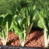 Swiss Chard - Lucullus - St. Clare Heirloom Seeds