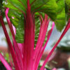 Swiss Chard - Magenta Sunset - St. Clare Heirloom Seeds