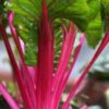 Swiss Chard - Magenta Sunset - St. Clare Heirloom Seeds