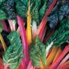 Swiss Chard - Rainbow Mix - St. Clare Heirloom Seeds