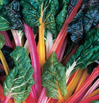 Swiss Chard - Rainbow Mix - St. Clare Heirloom Seeds