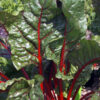 Swiss Chard - Ruby Red - St. Clare Heirloom Seeds