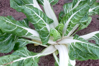 Swiss Chard -White Cloud - St. Clare Heirloom Seeds