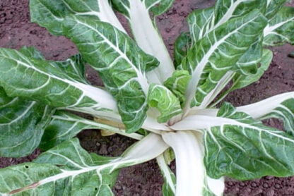 Swiss Chard -White Cloud - St. Clare Heirloom Seeds