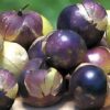 Tomatillo - Purple - St. Clare Heirloom Seeds