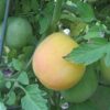 Tomato, Orange and Yellow - Garden Peach - St. Clare Heirloom Seeds
