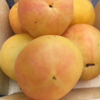 Tomato, Orange and Yellow - Garden Peach - St. Clare Heirloom Seeds