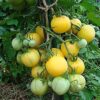 Tomato, Orange and Yellow - Garden Peach Plant with Fruit - St. Clare Heirloom Seeds