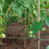 Tomato, Paste - Roma - St. Clare Heirloom Seeds