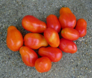 Tomato, Paste - Organic Roma - St. Clare Heirloom Seeds