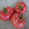 Mortgage Lifter Tomato - St. Clare Heirloom Seeds