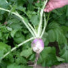 Turnip - Purple Top White Globe - St. Clare Heirloom Seeds
