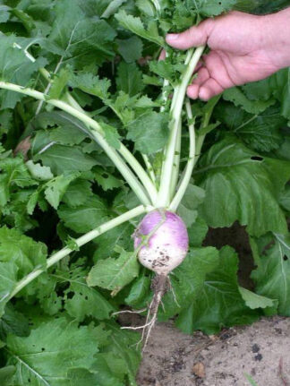 Turnip - Purple Top White Globe - St. Clare Heirloom Seeds