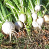 Turnip - Shogoin - St. Clare Heirloom Seeds