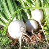 Turnip - Shogoin - St. Clare Heirloom Seeds