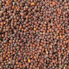 Turnip Seeds