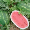Watermelon - Allsweet Watermelon